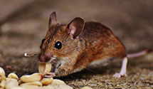 24 Hour & Emergency Exterminators in Gannon University, PA